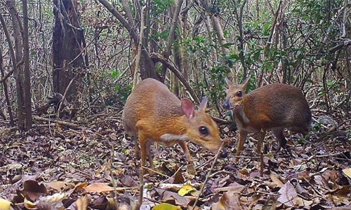 Các nhà khoa học đã đặt bẫy ảnh từ tháng 11/ 2017 đến tháng 7/2018 để chụp ảnh loài thú này.