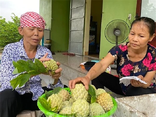 Nghề lạ ở Việt Nam: Loại cây xưa ai cũng chặt bỏ đi, giờ dân trồng trúng đậm, bán quả thành đặc sản đắt hàng - 5