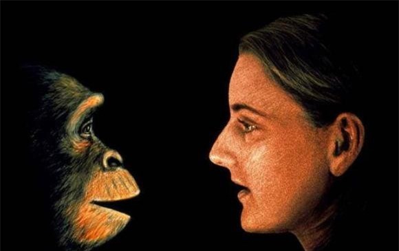 dan-ong-dau-tien (1).jpeg 0 người đàn ông đầu tiên, tiến hoá, loài vượn