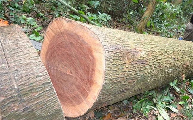 Ở Việt Nam loại gỗ được xem là “báu vật”, giá lên tới cả tỷ đồng, thương lái Trung Quốc săn lùng ráo riết - 10