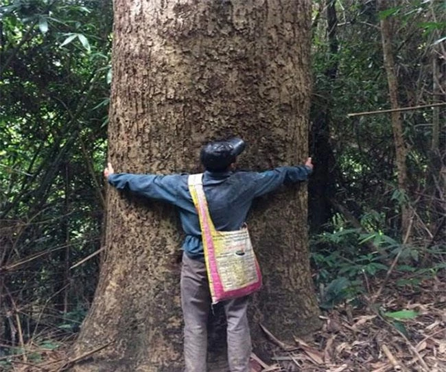 Ở Việt Nam loại gỗ được xem là “báu vật”, giá lên tới cả tỷ đồng, thương lái Trung Quốc săn lùng ráo riết - 3