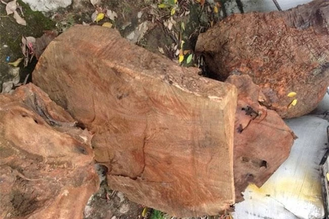 Ở Việt Nam loại gỗ được xem là “báu vật”, giá lên tới cả tỷ đồng, thương lái Trung Quốc săn lùng ráo riết - 8