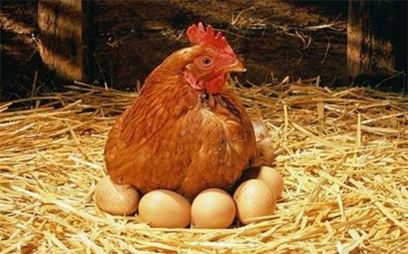 ga-de (1).jpeg 2 Tổ tiên của loài gà có thực sự là khủng long?, gà, tổ tiên, khủng long, tiến hóa