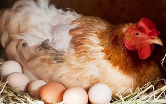 ga-de (1).jpeg 3 Tổ tiên của loài gà có thực sự là khủng long?, gà, tổ tiên, khủng long, tiến hóa