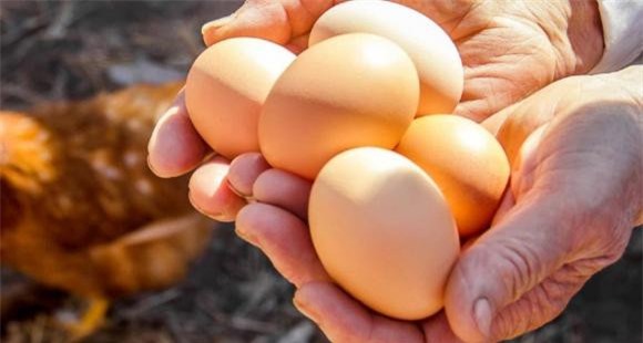 ga-de (1).jpeg 4 Tổ tiên của loài gà có thực sự là khủng long?, gà, tổ tiên, khủng long, tiến hóa