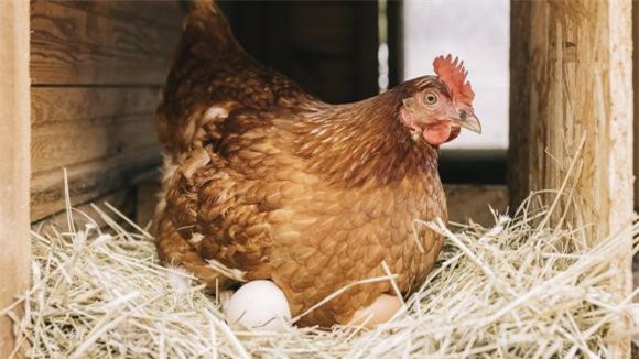 ga-de (1).jpeg 8 Tổ tiên của loài gà có thực sự là khủng long?, gà, tổ tiên, khủng long, tiến hóa