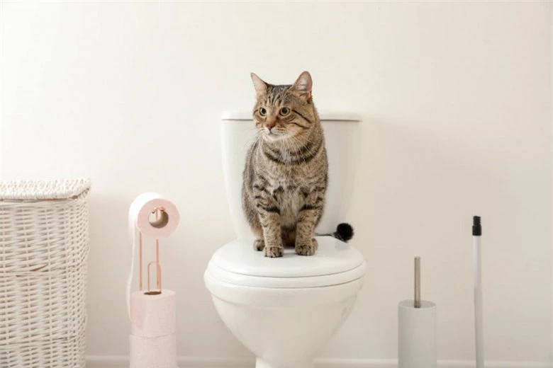 Top 5 món đồ giúp bạn không còn stress với việc đi vệ sinh của mèo, có món giá chưa đến 2 nghìn đồng - 1