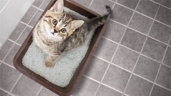 Top 5 món đồ giúp bạn không còn stress với việc đi vệ sinh của mèo, có món giá chưa đến 2 nghìn đồng - 3
