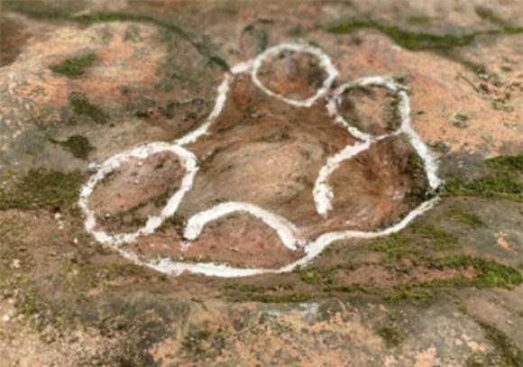 thuy-long-thu (1).jpeg 0  khủng long, bá chủ trái đất,