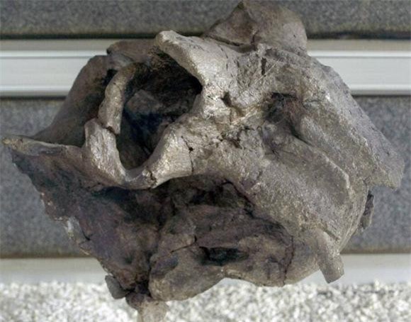 thuy-long-thu (1).jpeg 9  khủng long, bá chủ trái đất,