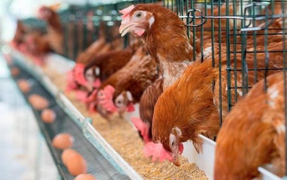 Tại sao gà đẻ trứng hàng ngày? Tổ tiên của loài gà có thực sự là khủng long?