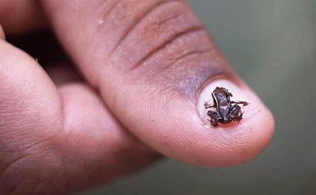 Động vật có xương sống nhỏ nhất thế giới, có kích thước chỉ 7,7mm, có thể bật cao gấp 30 lần chiều dài cơ thế