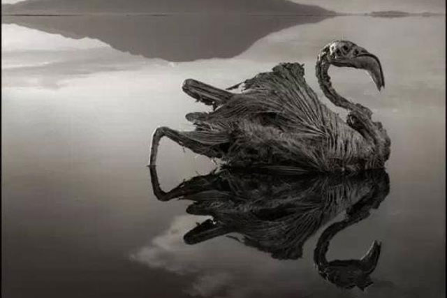 Hồ kỳ lạ và đáng sợ nhất trên thế giới, được gọi là 'Hồ hóa đá', một khi sinh vật chạm vào người sẽ hóa đá