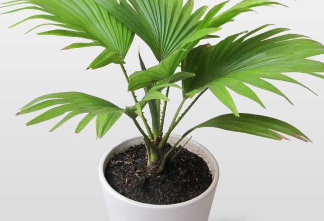 9 lo&#x1EA1;i c&#xE2;y &#x27;h&#xFA;t&#x27; s&#xF3;ng, b&#x1EE9;c x&#x1EA1; &#x111;i&#x1EC7;n t&#x1EEB;, l&#x1ECD;c kh&#xF4;ng kh&#xED; c&#x1EF1;c t&#x1ED1;t: Nh&#xE0; d&#xF9;ng nhi&#x1EC1;u &#x111;i&#x1EC7;n tho&#x1EA1;i, ti vi n&#xEA;n c&#xF3; 1 ch&#x1EAD;u