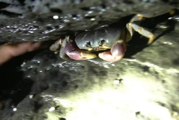 'Lộc trời' bò ra từ trong hang đá trên núi, ngày mưa dân đi dân bắt về bán 250.000 đồng/kg thành đặc sản lạ