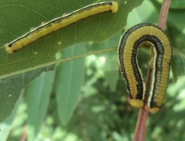 Những 'đặc sản' không phải ai cũng dám thử ở Việt Nam