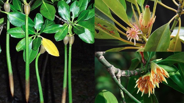 Việt Nam sở hữu loài cây kỳ dị nhất thế giới, có khả năng sinh và nuôi con giống hệt động vật