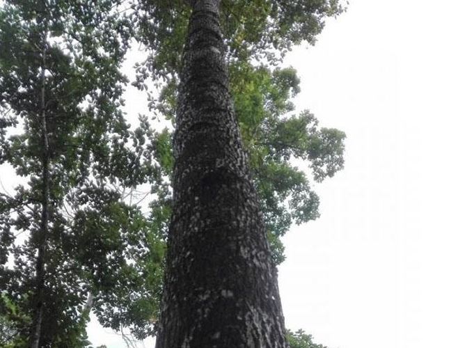 Ở Việt Nam loại gỗ được xem là “báu vật”, giá lên tới cả tỷ đồng, thương lái Trung Quốc săn lùng ráo riết