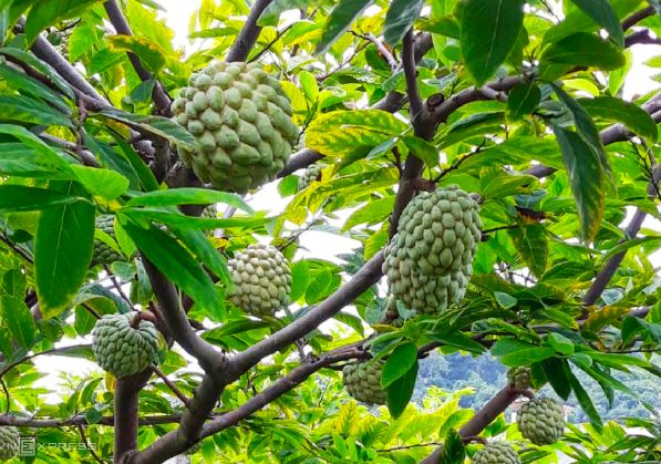 Nghề lạ ở Việt Nam: Loại cây xưa nhiều người cũng chặt bỏ đi, giờ dân trồng trúng đậm, bán quả thành đặc sản đắt hàng