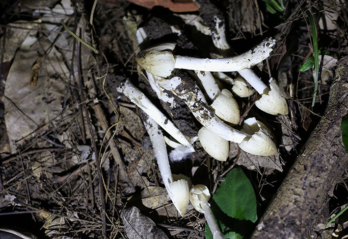 'Lộc trời' mọc tua tủa khi trời mưa, đêm khuya đi hái về bán 800.000 đồng/kg, dân thành phố thích mê