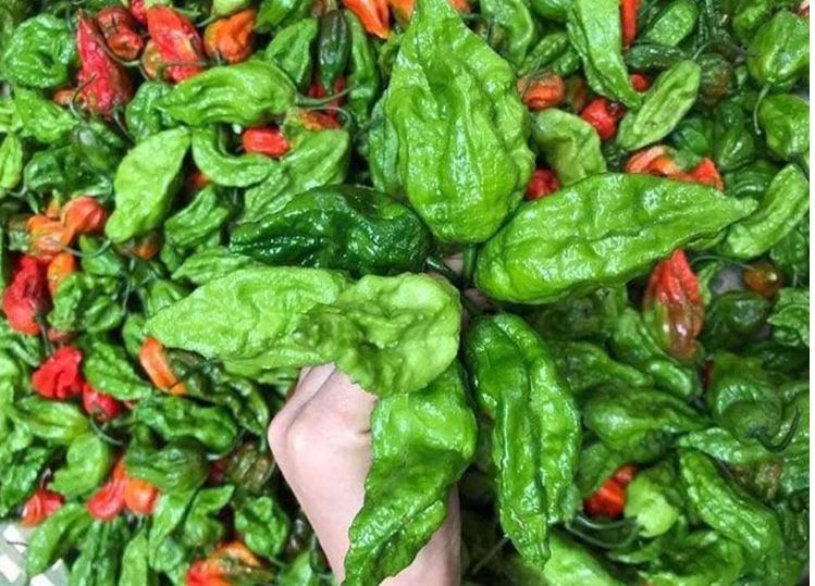 Những loại ớt độc lạ, giá đắt đỏ vẫn được lùng mua ở Việt Nam