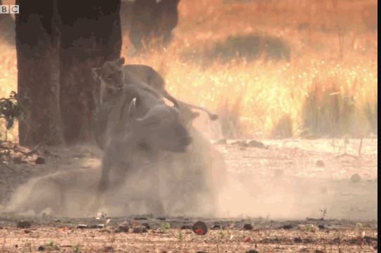 Clip: Trâu rừng bỏ mạng vì làm ‘anh hùng’ giải cứu chó hoang khỏi sư tử