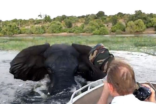 CLIP: Hoảng hồn trước cảnh voi nổi điên tấn công người