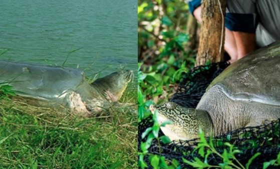 Việt Nam sở hữu loài bí ẩn, quý hiếm nhất hành tinh: Cả thế giới chỉ còn 2 cá thế, nhân loại cùng bảo tồn