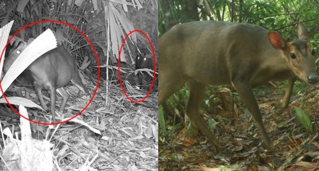Loài thú quý hiếm từng suýt tuyệt chủng bỗng tái xuất ở Việt Nam, cả thế giới chạy đua thời gian để bảo vệ