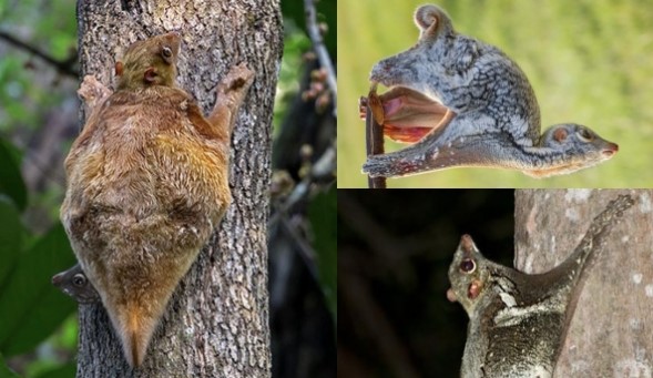 Việt Nam có loài sinh vật kỳ dị bậc nhất thế giới, có khả năng khó tin, hiếm người bắt gặp được