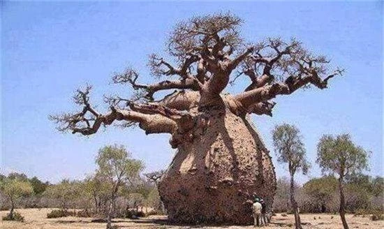 “cây ve chai” hay BaoBa, cây chứa nước, cây to, chuyện lạ