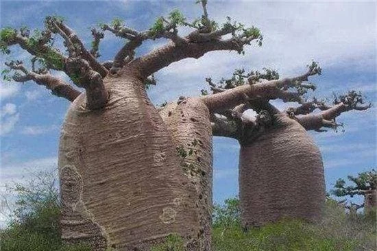 “cây ve chai” hay BaoBa, cây chứa nước, cây to, chuyện lạ