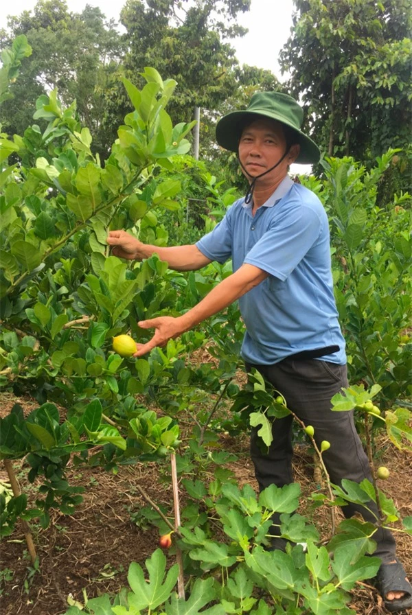 Nghề lạ ở Việt Nam: Trồng loại cây nhập khẩu ra quả vàng sai trĩu trịt, bán quả và cây bonsai làm cảnh, cung không đủ cầu - 2