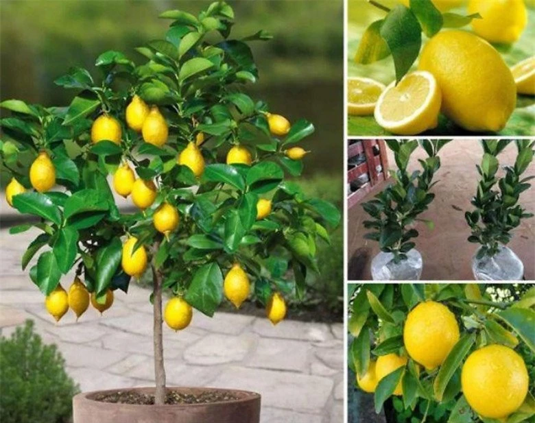 Nghề lạ ở Việt Nam: Trồng loại cây nhập khẩu ra quả vàng sai trĩu trịt, bán quả và cây bonsai làm cảnh, cung không đủ cầu - 5