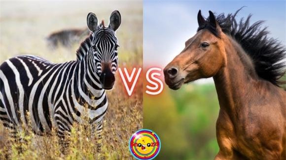 cưỡi ngựa vằn 2 ngựa, ngựa vằn, cưỡi ngựa vằn, thuần hóa ngựa vằn,