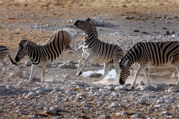 cưỡi ngựa vằn 1 ngựa, ngựa vằn, cưỡi ngựa vằn, thuần hóa ngựa vằn,