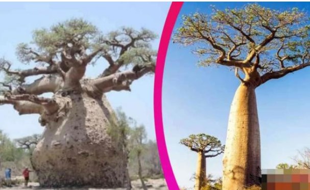 Gốc cây chứa lượng nước lớn nhất thế giới: lắp một vòi nước trên thân cây, đủ cho một gia đình bốn người uống trong nửa năm