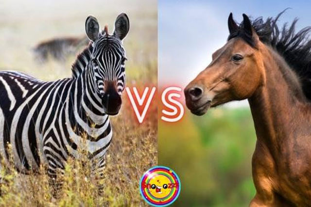 Vì sao con người chọn cưỡi ngựa, thậm chí là cưỡi lừa nhưng không bao giờ cưỡi ngựa vằn?