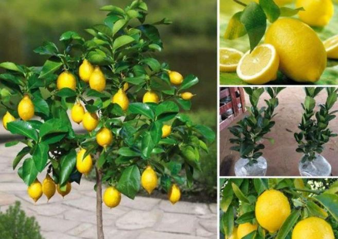 Nghề lạ ở Việt Nam: Trồng loại cây nhập khẩu ra quả vàng sai trĩu trịt, bán quả và cây bonsai làm cảnh, cung không đủ cầu