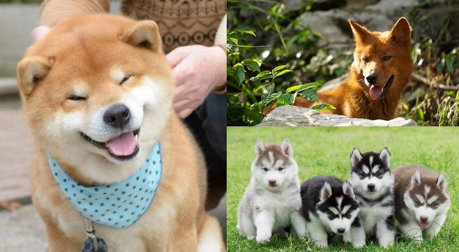 Vì sao con người chọn thuần hóa chó đầu tiên dù từng là kẻ thù không đội trời chung với nhau?