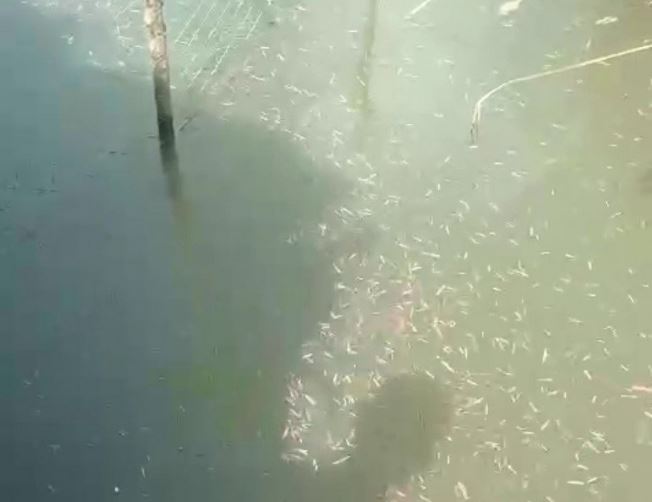 'Lộc trời' chui lên từ bùn đất, cứ đến mùa là xuất hiện, dân bắt về bán 500.000 đồng/kg thành đặc sản được ưa chuộng