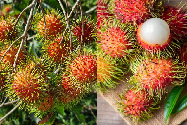 Chợ Việt Nam bán nhiều loại quả chống ung thư tự nhiên, giá thành hợp lý, làm sạch thận hiệu quả