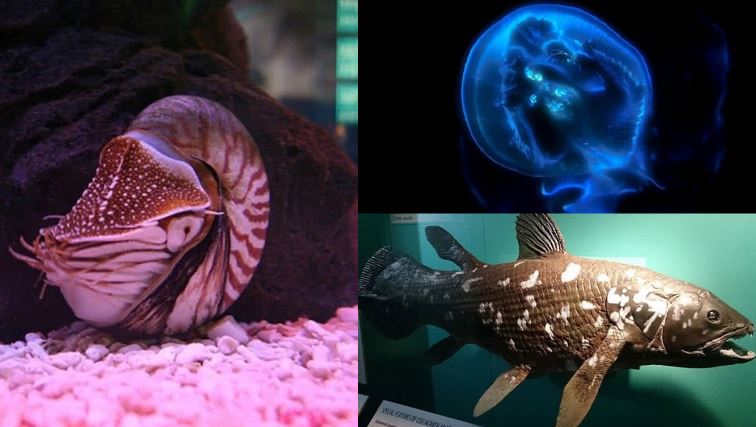 Top &#x111;&#x1ED9;ng v&#x1EAD;t c&#x1ED5; x&#x1B0;a nh&#x1EA5;t Tr&#xE1;i &#x111;&#x1EA5;t v&#x1EAB;n t&#x1ED3;n t&#x1EA1;i: 2 lo&#x1EA1;i r&#x1EA5;t ph&#x1ED5; bi&#x1EBF;n &#x1EDF; Vi&#x1EC7;t Nam, b&#x1EA5;t ng&#x1EDD; tr&#x1B0;&#x1EDB;c c&#xE1;i t&#xEA;n l&#xE2;u &#x111;&#x1EDD;i nh&#x1EA5;t