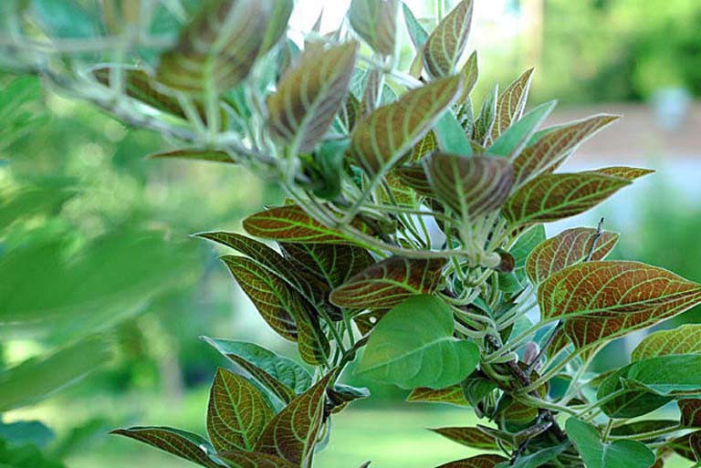 Nghề lạ ở Việt Nam: Cây leo hàng rào thành đặc sản, dân trồng một lần hái bán quanh năm, không cần chăm vẫn "hốt bạc"