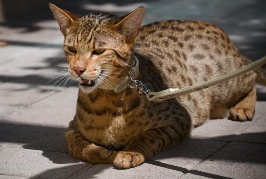 Top 5 dòng mèo đắt nhất hành tinh, có loại giá hơn 2 tỷ đồng