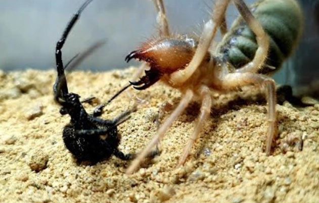 Clip: Nhện lạc đà đối đầu 2 con nhện góa phụ đen cực độc, trận chiến sinh tử kết thúc bất ngờ!