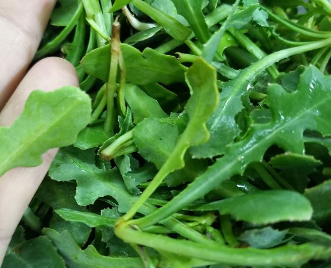 Loại rau dại xưa toàn nhổ vứt đi, nay thành đặc sản lạ ở thành phố có giá 200.000 đồng/kg, vừa ăn vừa làm thuốc