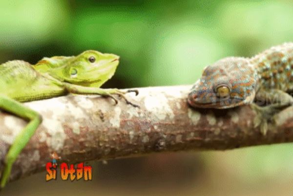 Clip: Tắc kè đụng độ kỳ nhông trên cành cây, trận quyết đấu diễn ra, kẻ nào rụng xuống đất?