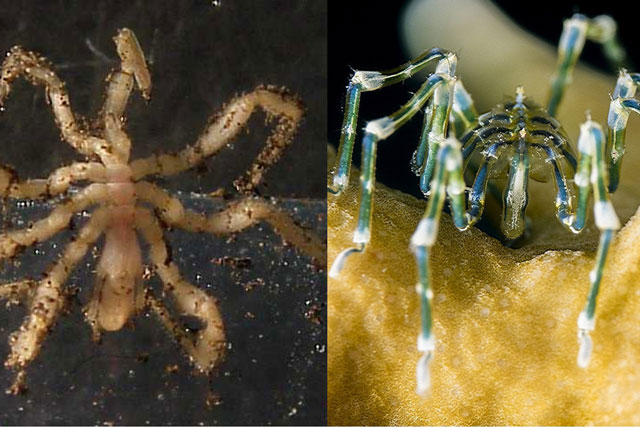 Sinh vật bí ẩn nhất dưới đáy đại dương: Xuất hiện từ thời cổ xưa, có khả năng thần kỳ gây chấn động