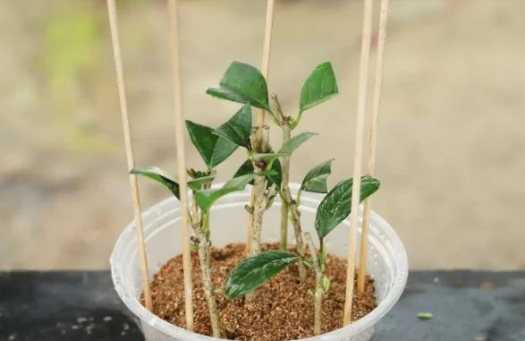 Trồng cây này như “chôn vàng” trong sân, tài lộc rầm rộ kéo đến, vừa chiêu báu, chiêu tài lại thơm nức nhà